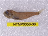 藏品(七星魚)的圖片